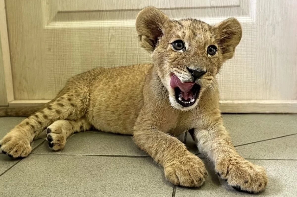    В хуторе Ленинаван нашли живого львёнка