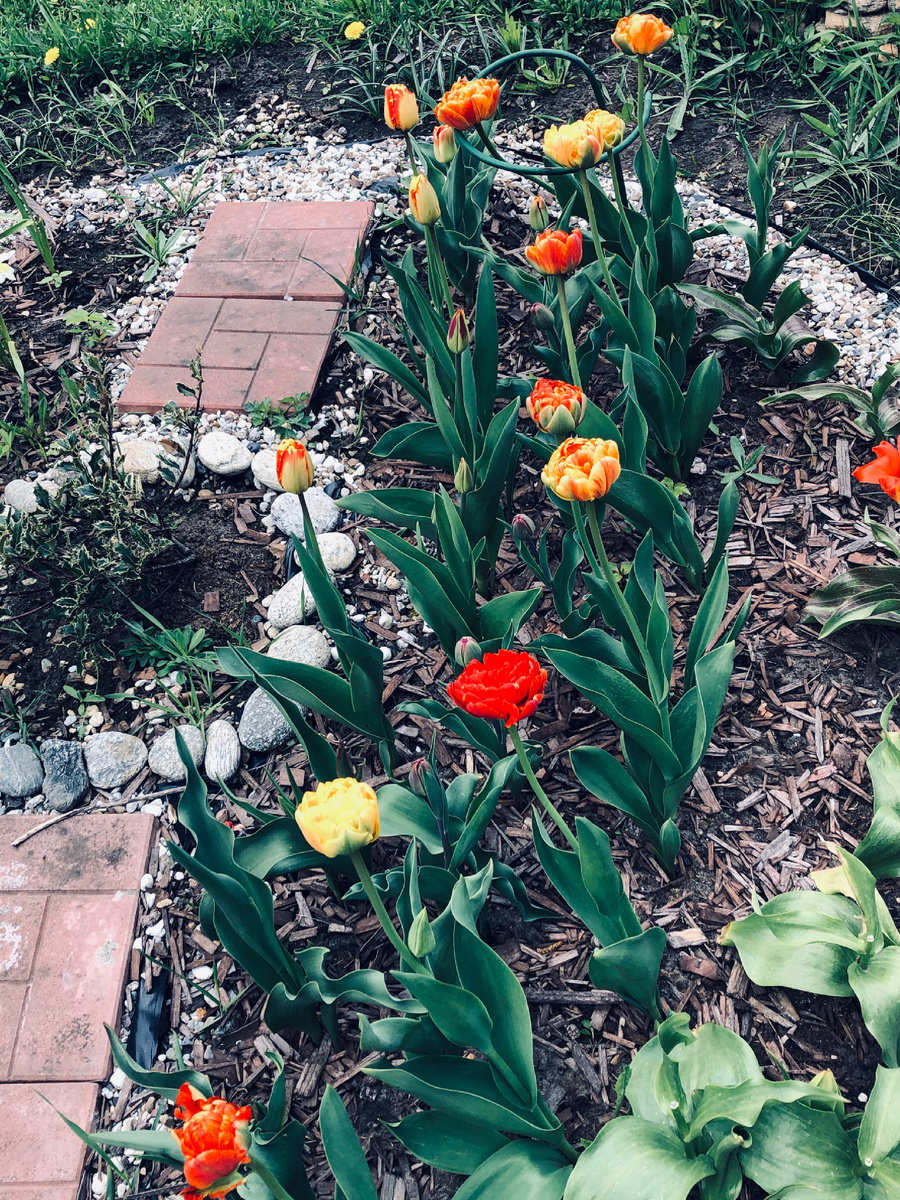 Май 2020 года. Слева, обложенное камешками, что почти не видно, это и есть мой первый падуб. Везде фото автора.