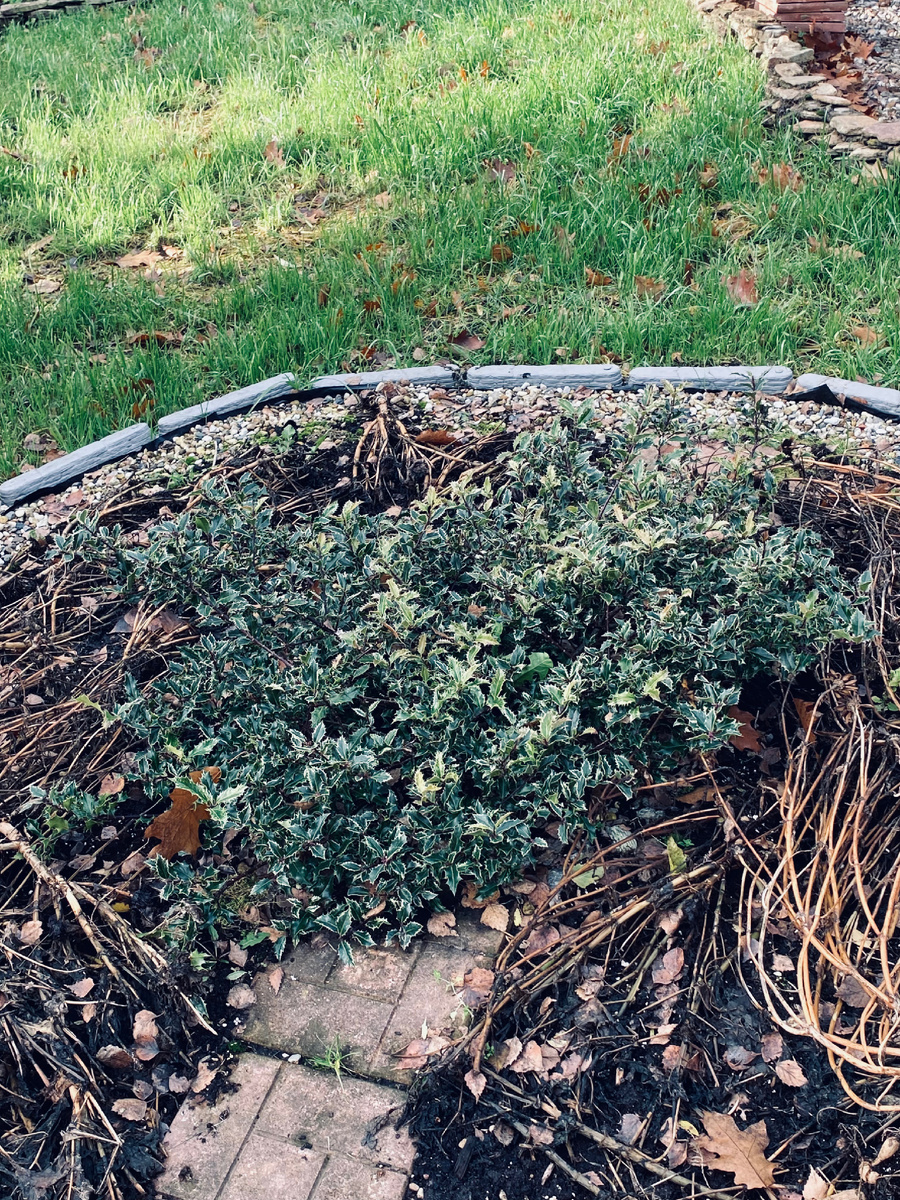 Вот так сейчас выглядит мой первый падуб.