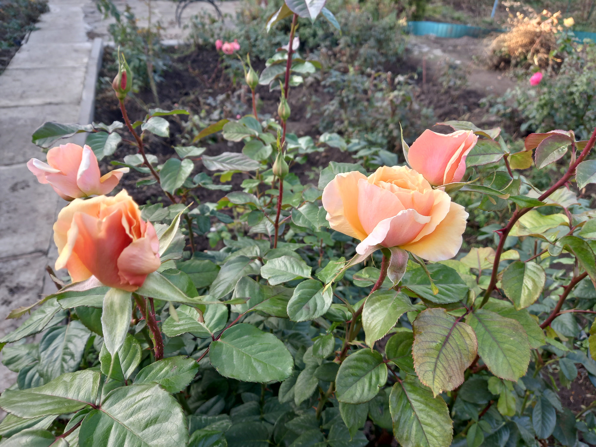 31 октября  Всё фото и цветы автора канала Птичка Степная 