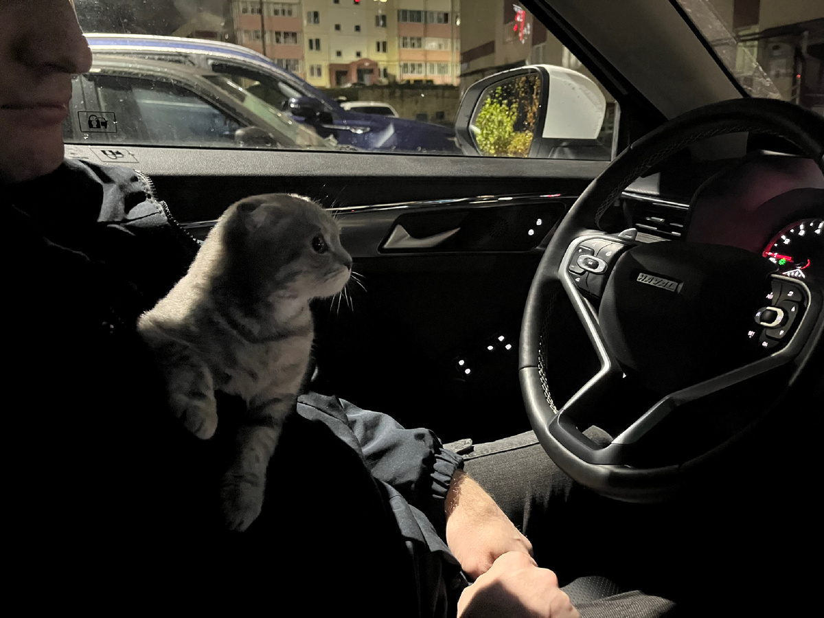 Наша красавица 