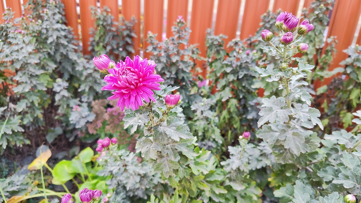 Мои цветочки