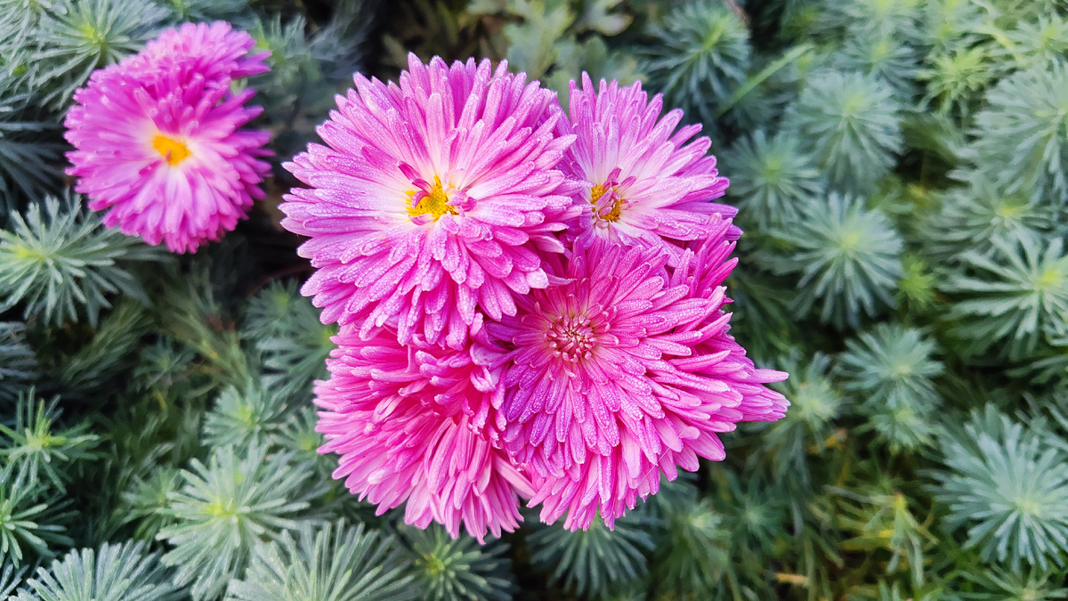 Распустились недавно сильно так