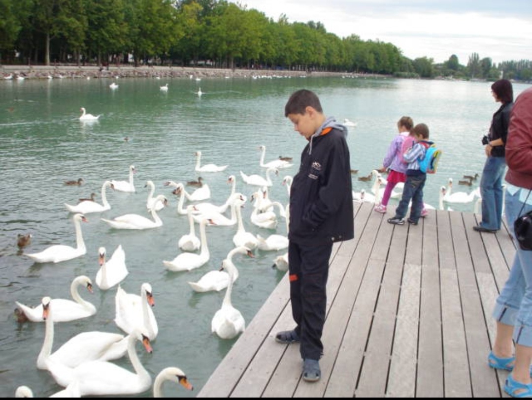 Венгрия. Лебеди. Фото автора.