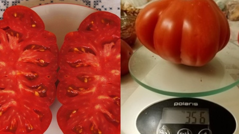 Томат сорта Пузата хата - идеальное сочетание размера и вкуса