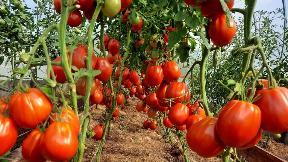 Куст томата Пузата хата в разгар сезона - каждая кисть полностью загружена плодами