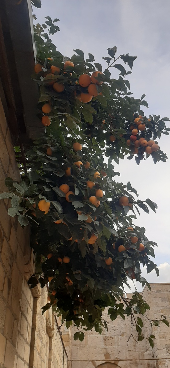 Дерево хурмы на улице в Дербенте. Держите меня семеро!)