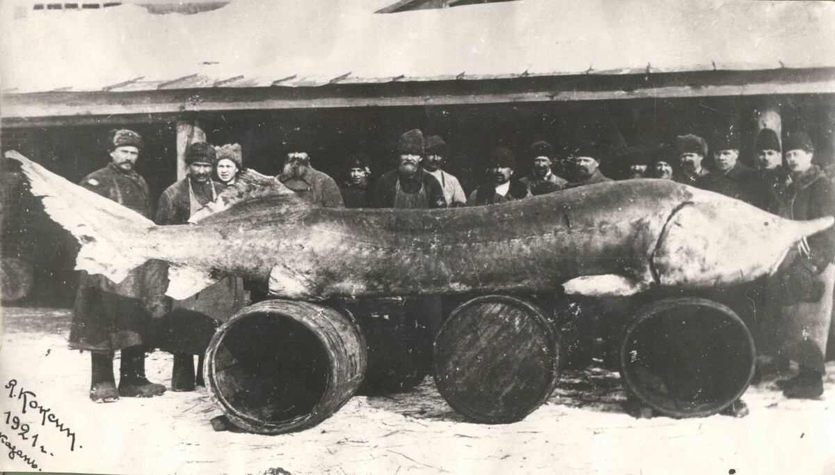 Белуга в волге 1924 самая большая