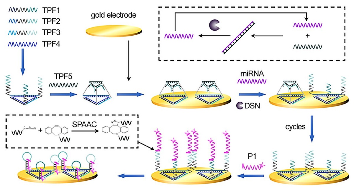 Иллюстрация лигирования SPAAC с помощью дезинтеграции ДНК-наноструктур и усиления сигнала DSN. Источник: SIBET  📷

