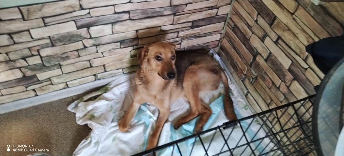 Дружок приехала в Добрый Город