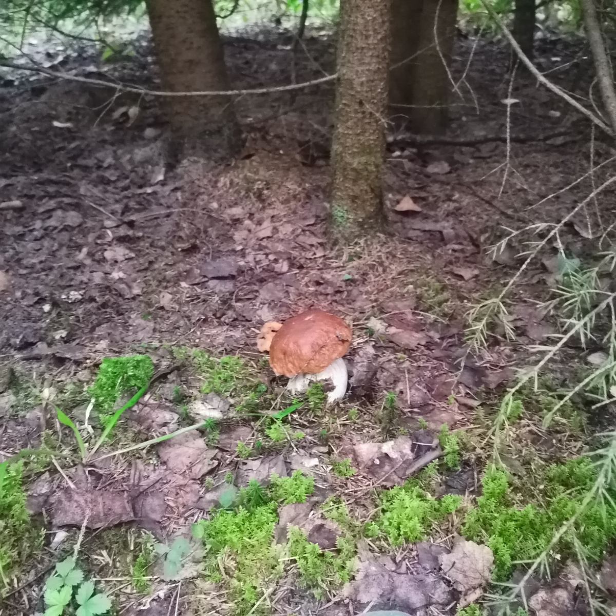 Белый гриб(Boletus edulis)