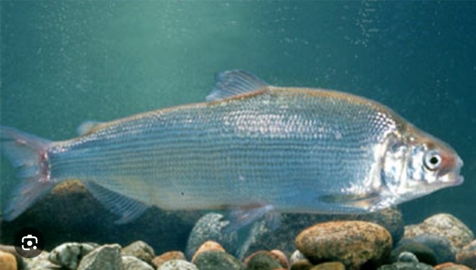 Нельма. Ах, хороша! Хотя здесь речь вовсе не о рыбе.