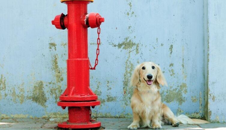     Фото: hsiang, по лицензии shutterstock.com