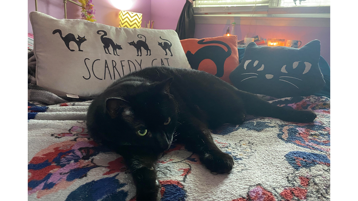    Хэллоуин можно отпраздновать и лежа. Это любимая поза для котиков.