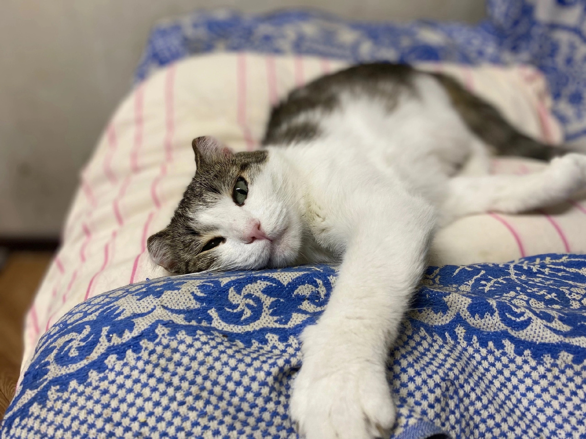 Тайсон отдыхает!