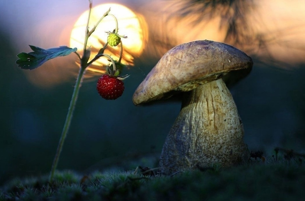 Японский учёный утверждает, что грибы разумны! (Фото: sun1-88.userapi.com).