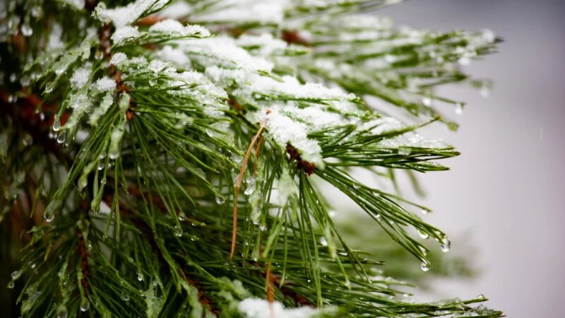     Барнаул в снегу. Дмитрий Лямзин