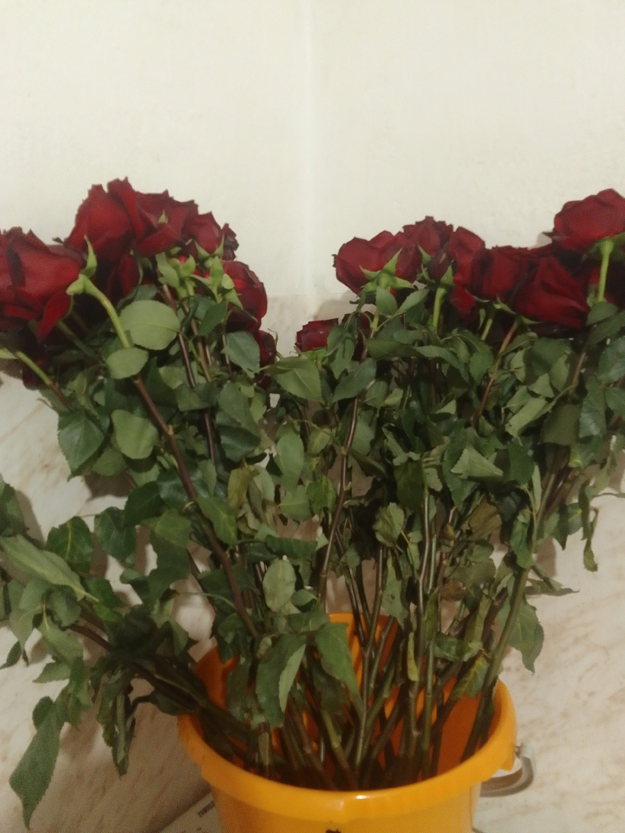 Просто много роз)