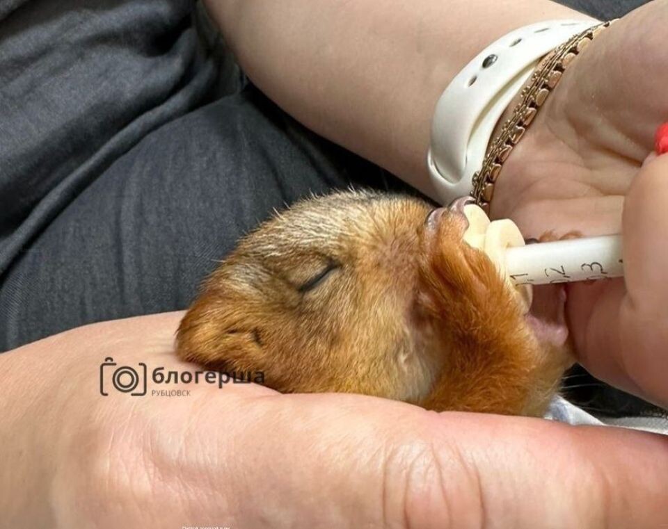    Спасение бельчонка. Источник: Из телеграм-канала "БЛОГЕРША Рубцовск"