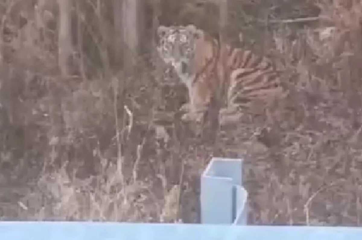    Два юных тигра выбрались на прогулку к шоссе в Хабаровском крае