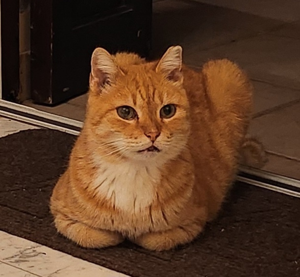 Рыжие это наша слабость. Снова угробили сотни две на кормежку местной братвы. Опять туча котят. Этому нет конца...