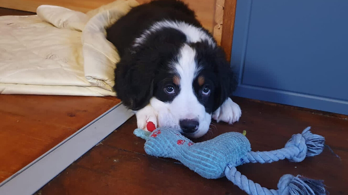 Шкодливый щенок бернского зенненхунда 2-3 месяца