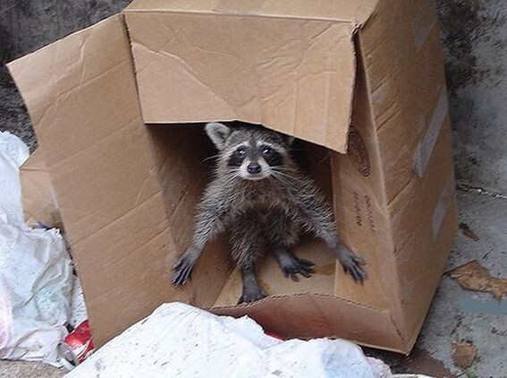 Даже еноты зимой в своих картонных домах живут припеваючи