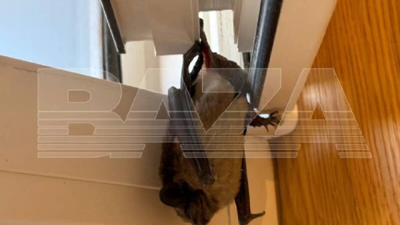     В хэллоуинскую ночь квартиру москвичей посетила летучая мышь Baza