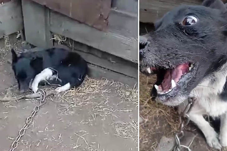     Фото предоставлено ветеринарной службой Тогучинского района