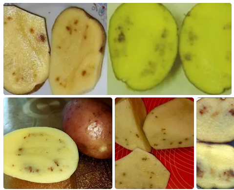 Железистая пятнистость. Ржавость картофеля фото, описание меры борьбы.