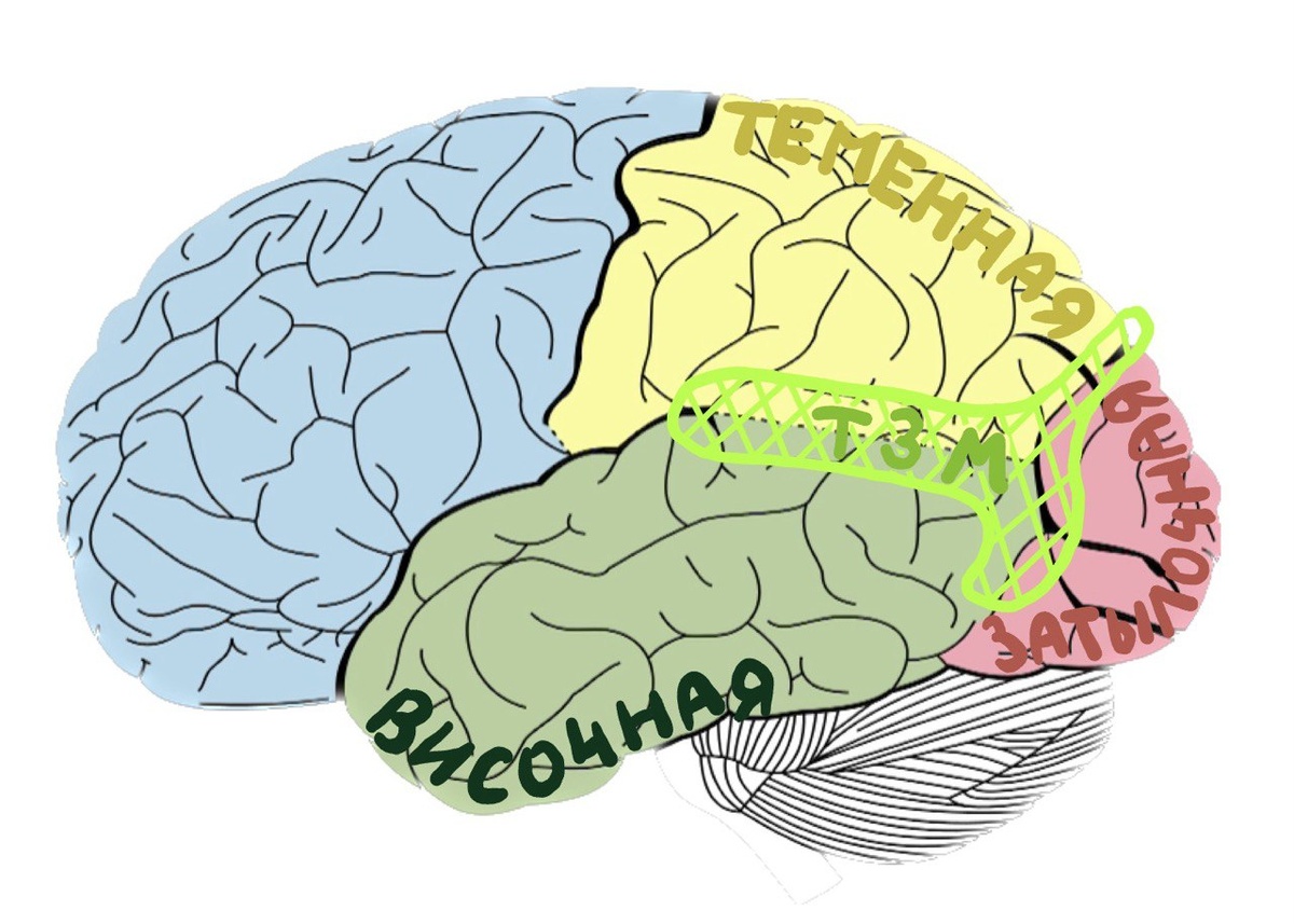 ТЗМ - третичная зона мозга