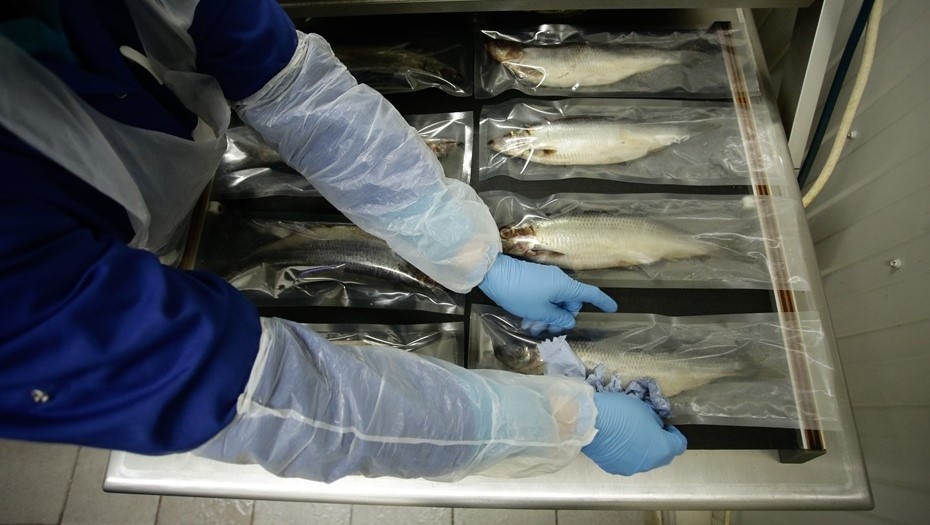    Автор фото: Антон Ваганов / "ДП"