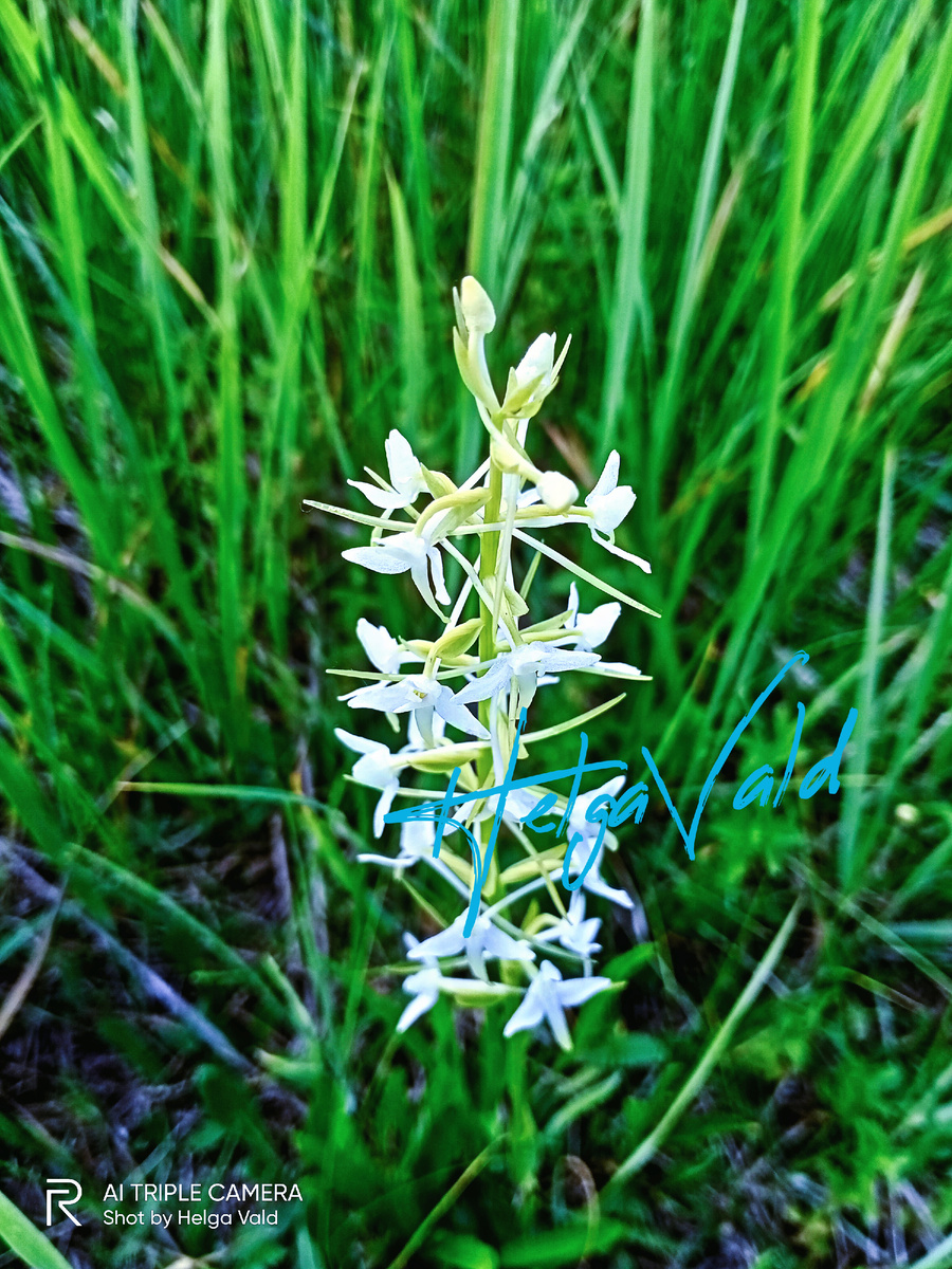 ЛЮБКА ДВУЛИСТНАЯ.