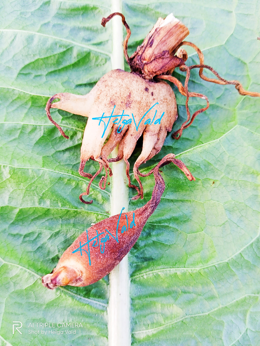 Клубни: ЛЮБКИ (снизу) и ЯТРЫШНИКА (сверху).