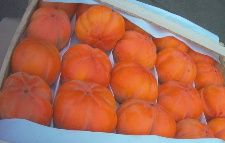    В Оренбуржье завернули обратно 17,6 тонн хурмы и граната с червецом из Узбекистана   Белов Михаил Александрович