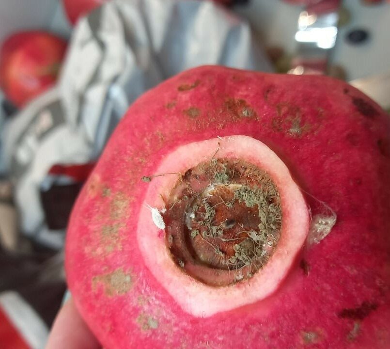    В Оренбуржье завернули обратно 17,6 тонн хурмы и граната с червецом из Узбекистана   Белов Михаил Александрович