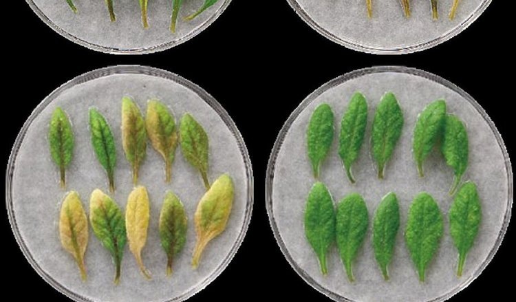    Распыление пептидов против старения листьев на полях может стать новой стратегией в защите растений