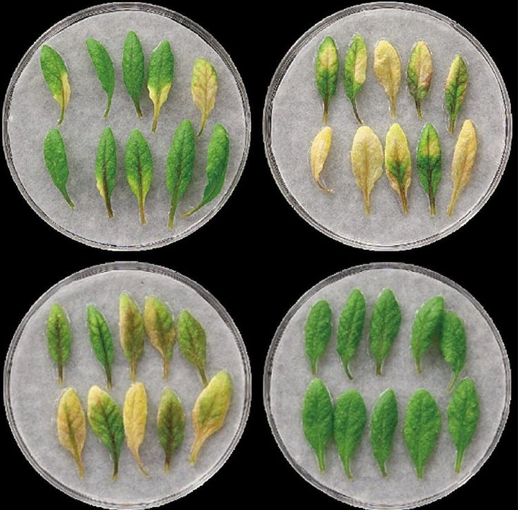     Распыление пептидов против старения листьев на полях может стать новой стратегией в защите растений
