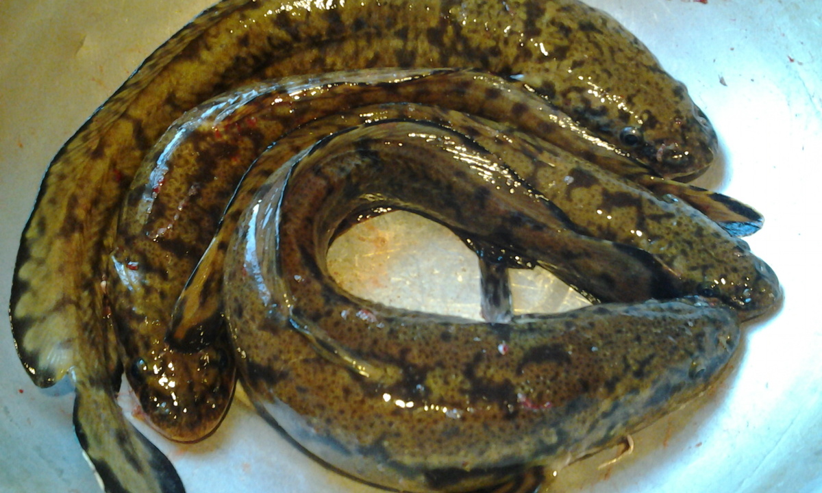 Налимы, которых мы поймали. Фото автора.