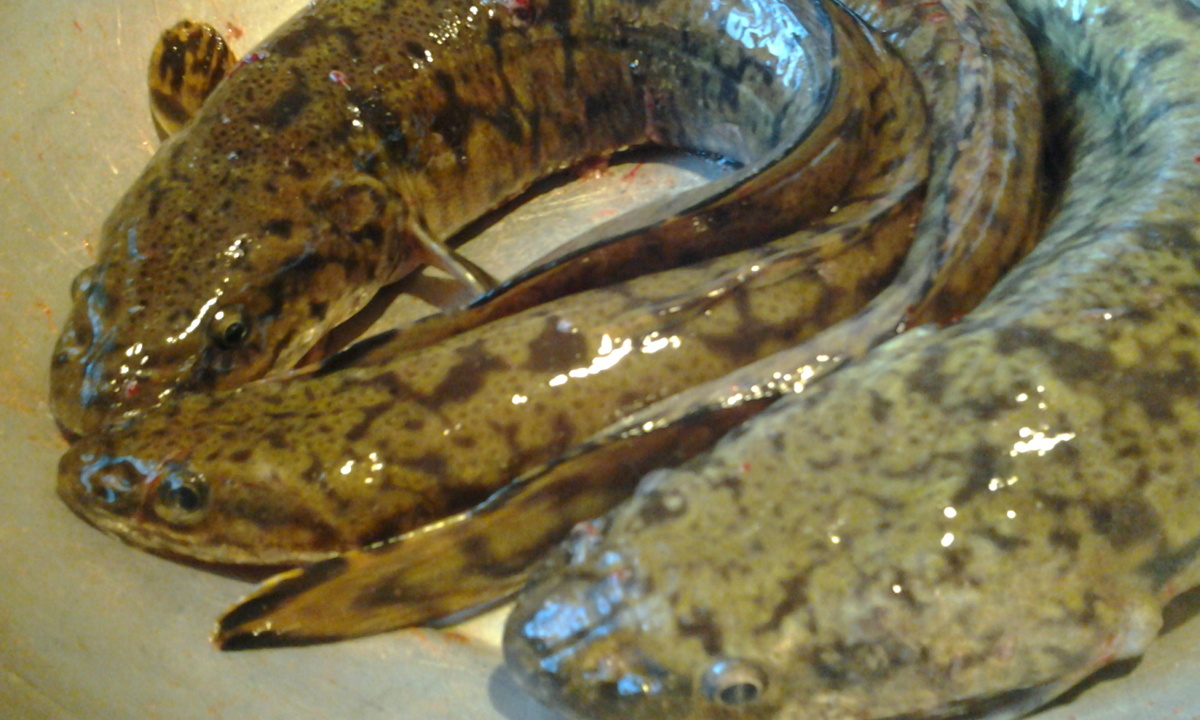 Пятнистые. Фото автора.