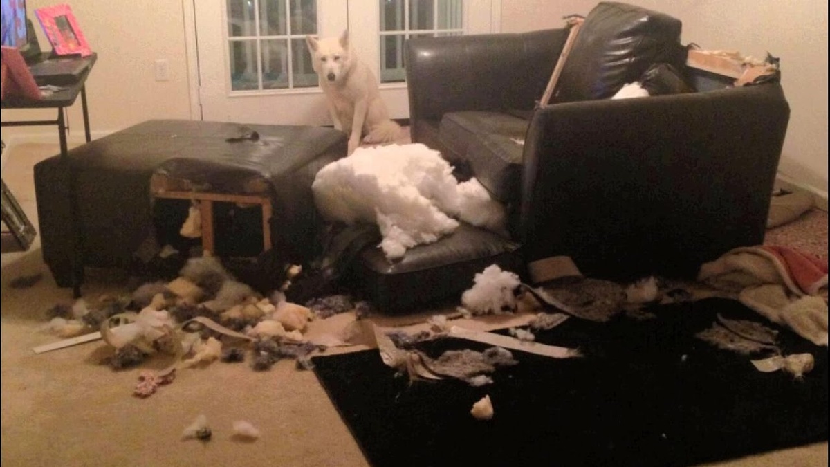 Яндекс картинки