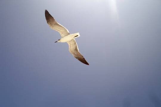    Около четверти расположенных рядом с аэропортами свалок не используют отпугиватели птиц