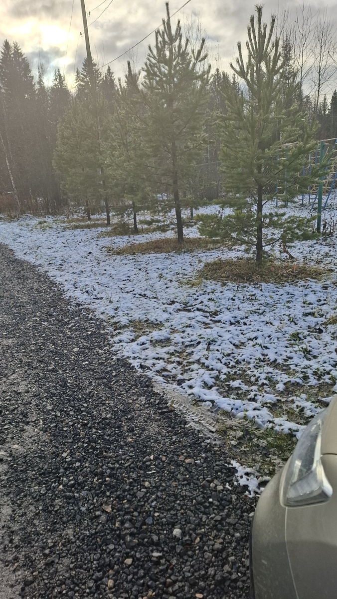 Это уже в СНТ. Сосны у детской площадки.