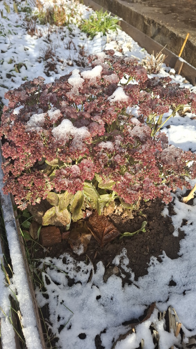 А это очиток на участке, весь в снежно-ледяной шапке.