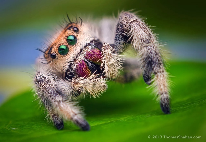 https://www.99inspiration.com/2015/04/macro-photography-phidippus-mystaceus-spider/