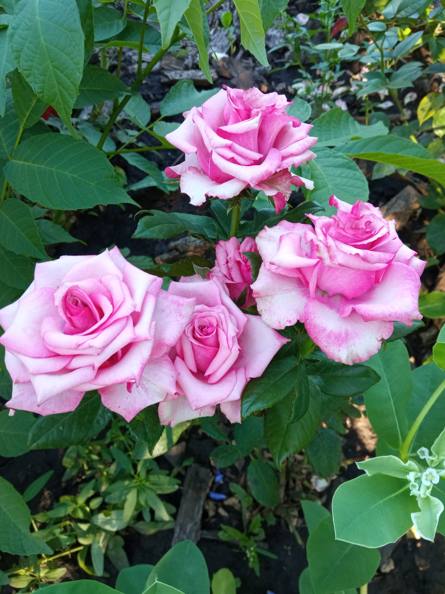 роза Кул Ватер