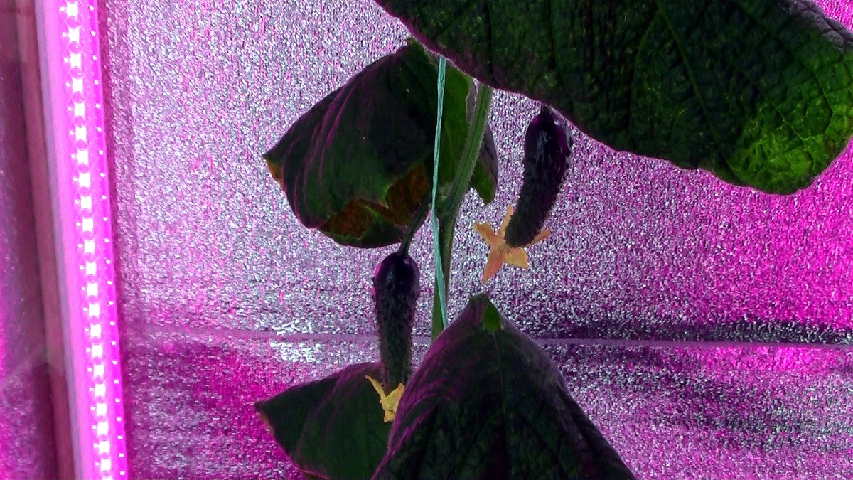 Огурчики конечно были, но обратите внимание на листья - спасти растения не получилось. Огурцы сорта "Пять звезд". (фото автора)