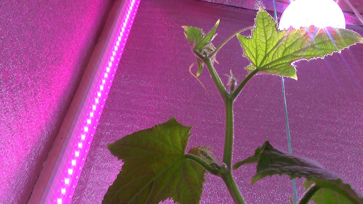 Фото с прошлого эксперимента. (фото автора)