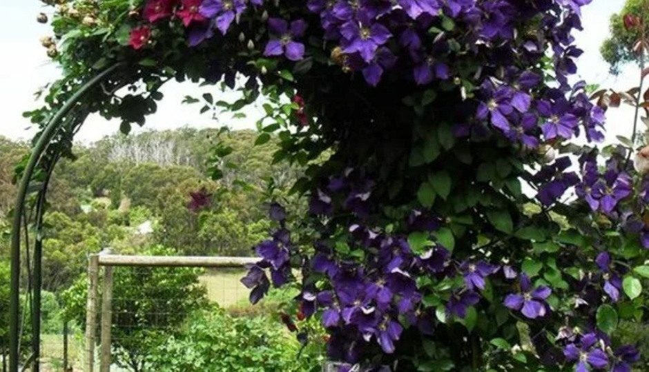 Обрезка клематисов 1, 2, 3 группы обрезки. Обрезка клематисов на зиму. В чем отличие?