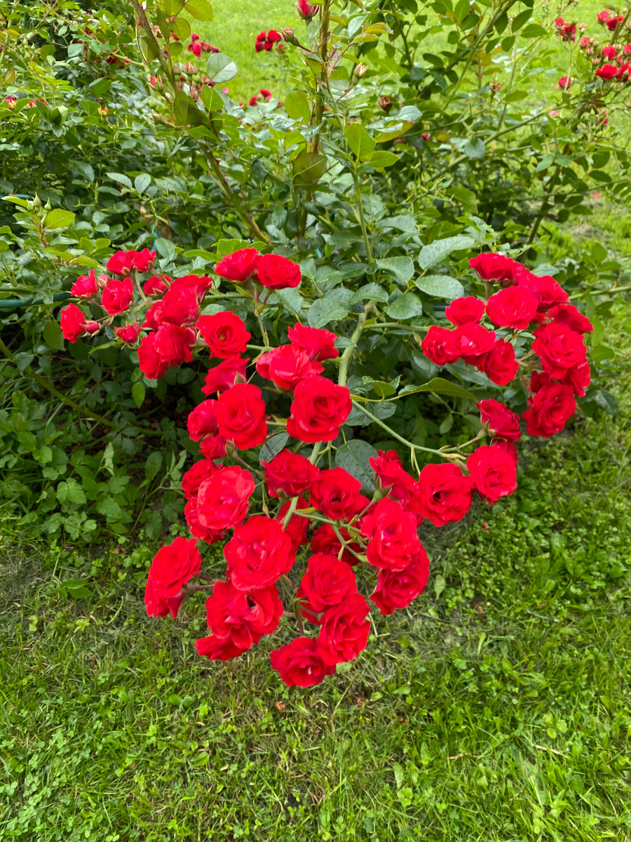 Роза Скарлет Мейдиленд в Ботаническом саду имени Петра Великого, фото автора